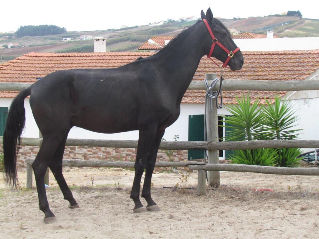 Penzion Quinta Do Forno Maçeira Exteriér fotografie